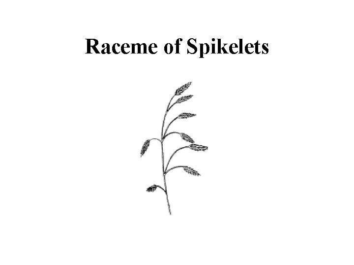 Raceme of Spikelets 