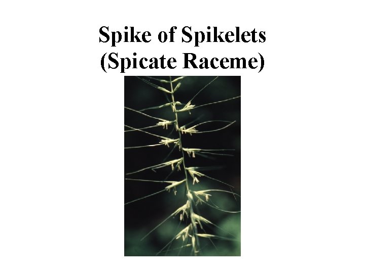 Spike of Spikelets (Spicate Raceme) 