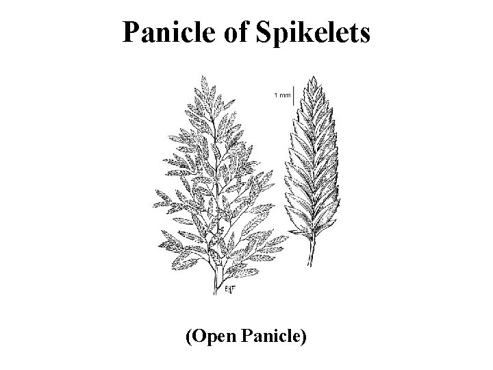 Panicle of Spikelets (Open Panicle) 