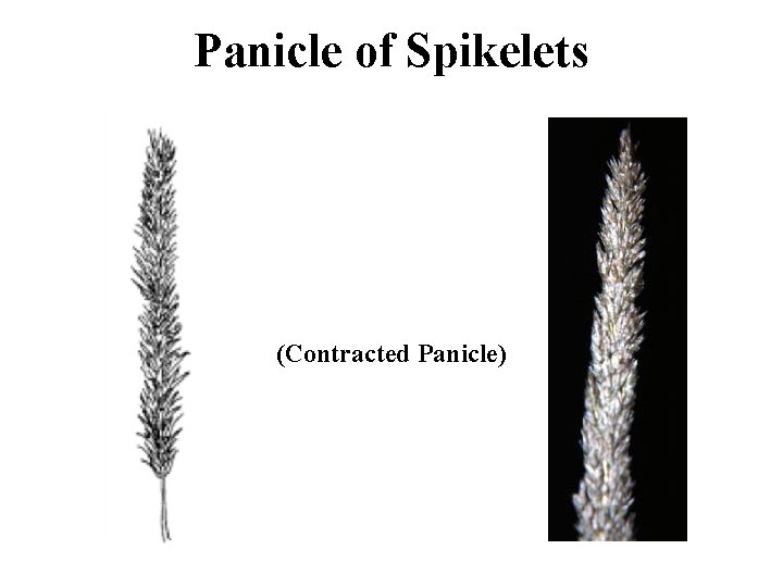 Panicle of Spikelets (Contracted Panicle) 