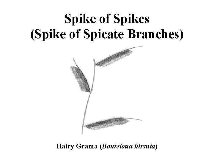 Spike of Spikes (Spike of Spicate Branches) Hairy Grama (Bouteloua hirsuta) 