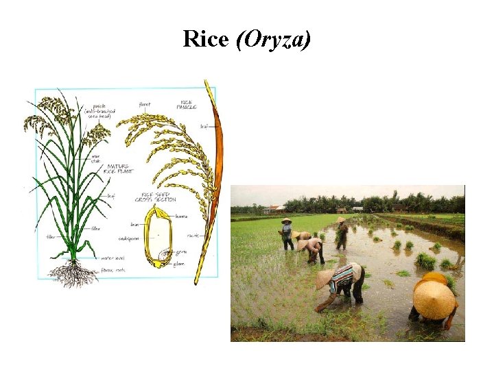 Rice (Oryza) 