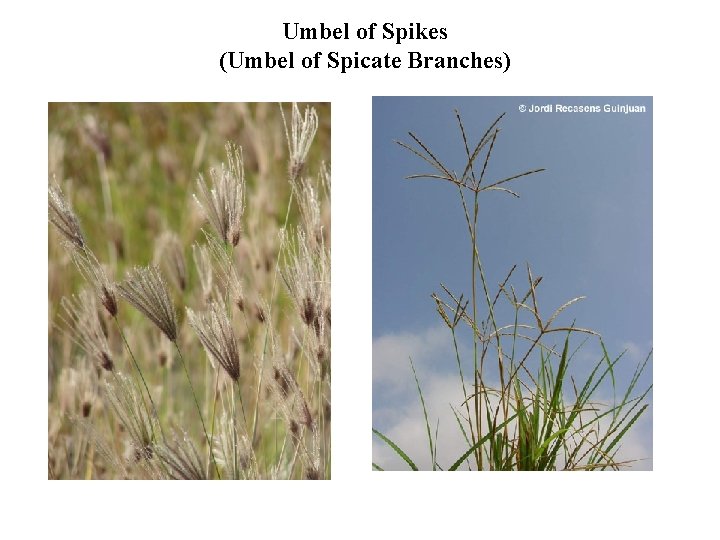 Umbel of Spikes (Umbel of Spicate Branches) 