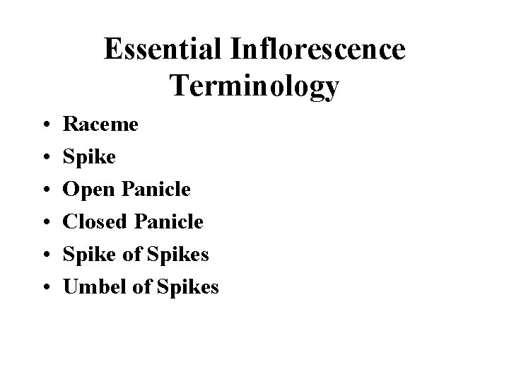 Essential Inflorescence Terminology • • • Raceme Spike Open Panicle Closed Panicle Spike of
