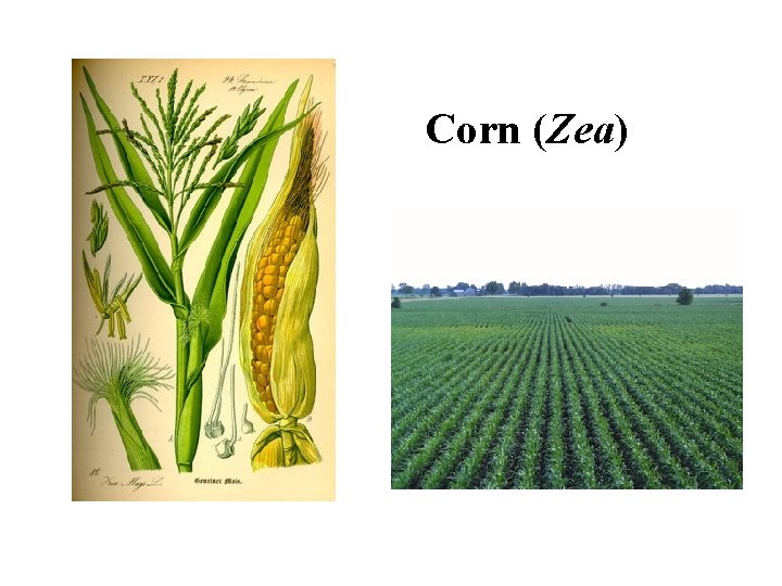 Corn (Zea) 