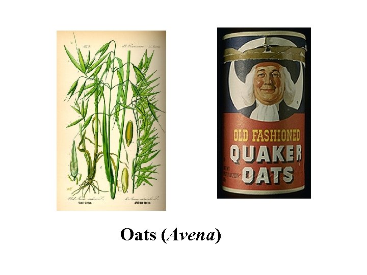 Oats (Avena) 