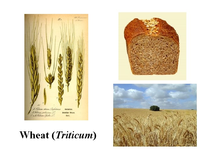 Wheat (Triticum) 