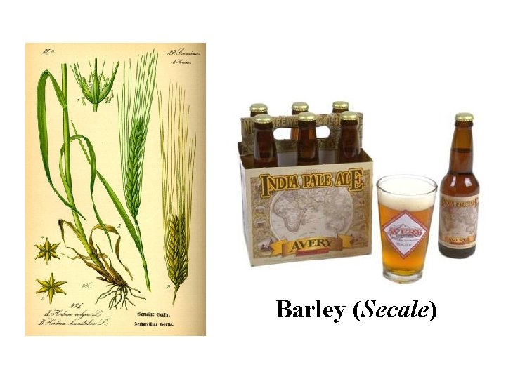Barley (Secale) 