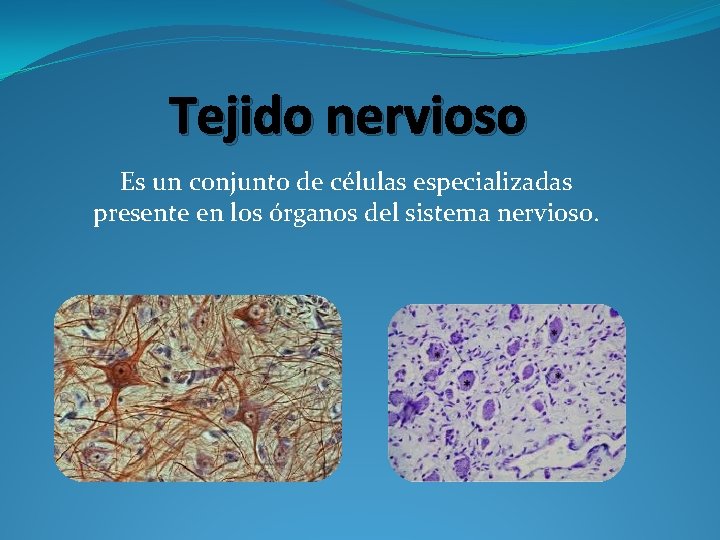 Tejido nervioso Es un conjunto de células especializadas presente en los órganos del sistema