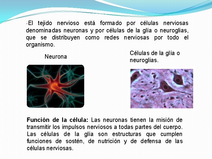 -El tejido nervioso está formado por células nerviosas denominadas neuronas y por células de