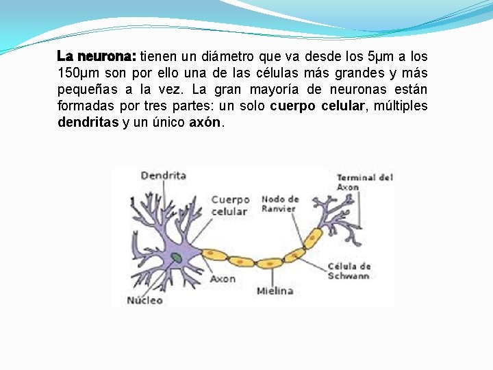 La neurona: tienen un diámetro que va desde los 5μm a los 150μm son