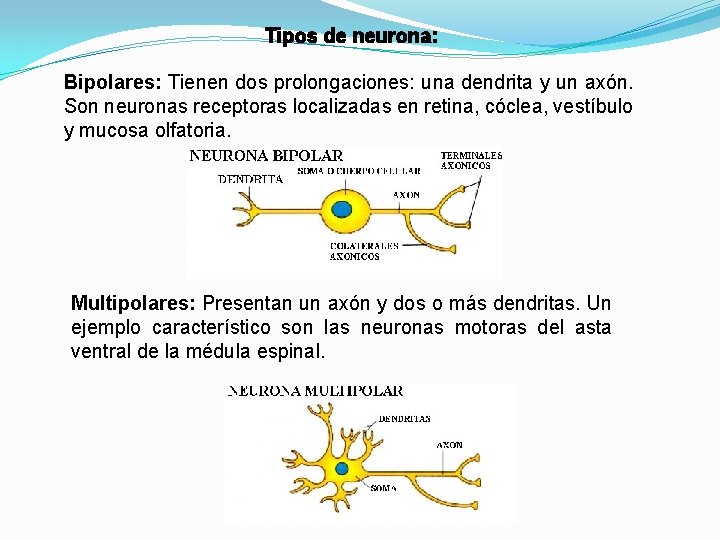 Tipos de neurona: Bipolares: Tienen dos prolongaciones: una dendrita y un axón. Son neuronas