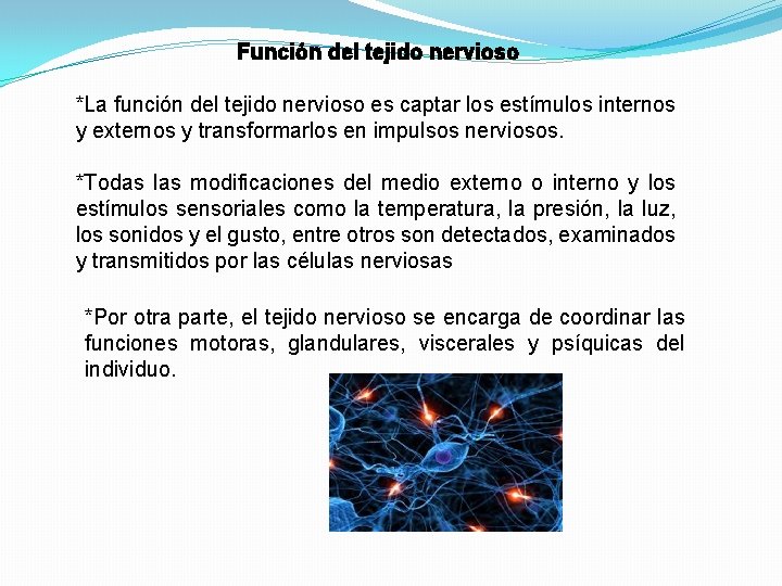 Función del tejido nervioso *La función del tejido nervioso es captar los estímulos internos