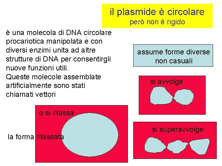 il plasmide è circolare però non è rigido è una molecola di DNA circolare