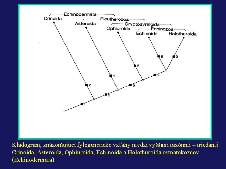 Kladogram, znázorňujúci fylogenetické vzťahy medzi vyššími taxónmi – triedami Crinoida, Asteroida, Ophiuroida, Echinoida a