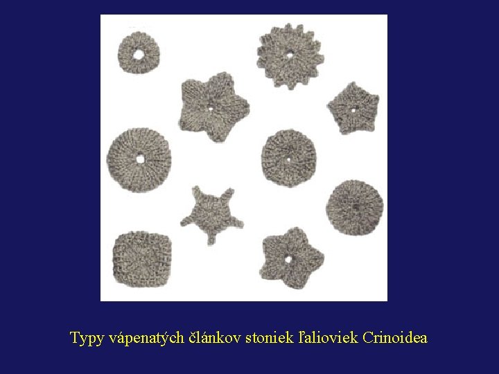 Typy vápenatých článkov stoniek ľalioviek Crinoidea 