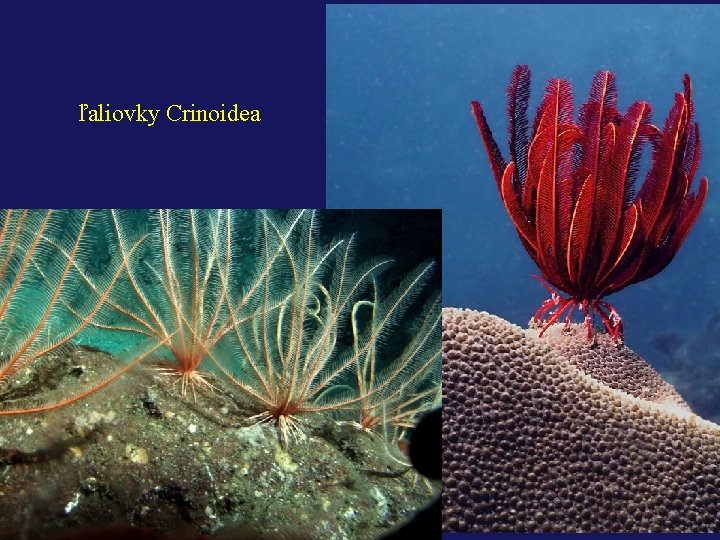 ľaliovky Crinoidea 