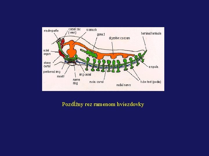 Pozdĺžny rez ramenom hviezdovky 