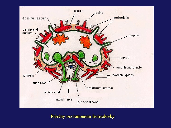 Priečny rez ramenom hviezdovky 