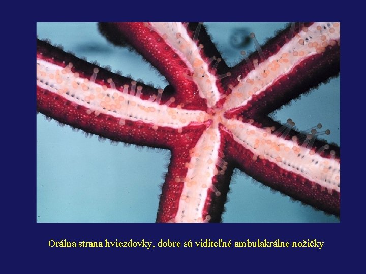 Orálna strana hviezdovky, dobre sú viditeľné ambulakrálne nožičky 