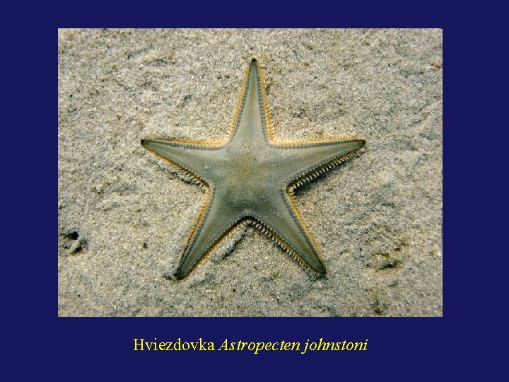 Hviezdovka Astropecten johnstoni 
