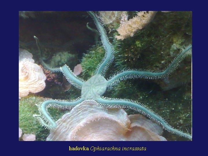 hadovka Ophiarachna incrassata 
