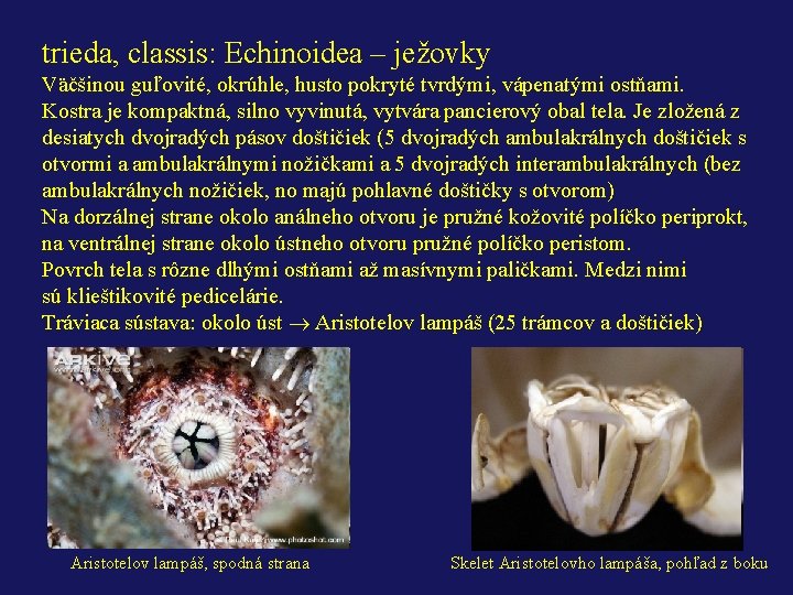 trieda, classis: Echinoidea – ježovky Väčšinou guľovité, okrúhle, husto pokryté tvrdými, vápenatými ostňami. Kostra