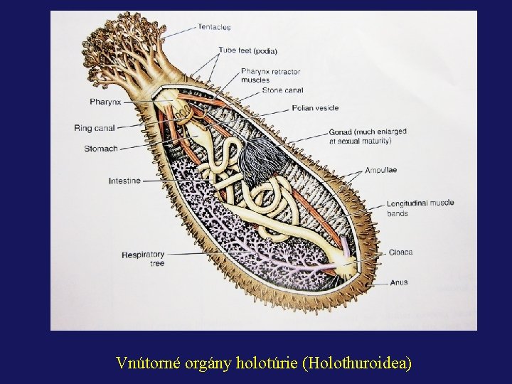 Vnútorné orgány holotúrie (Holothuroidea) 