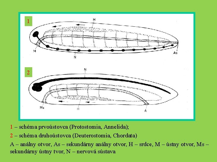 1 2 1 – schéma prvoústovca (Protostomia, Annelida); 2 – schéma druhoústovca (Deuterostomia, Chordata)