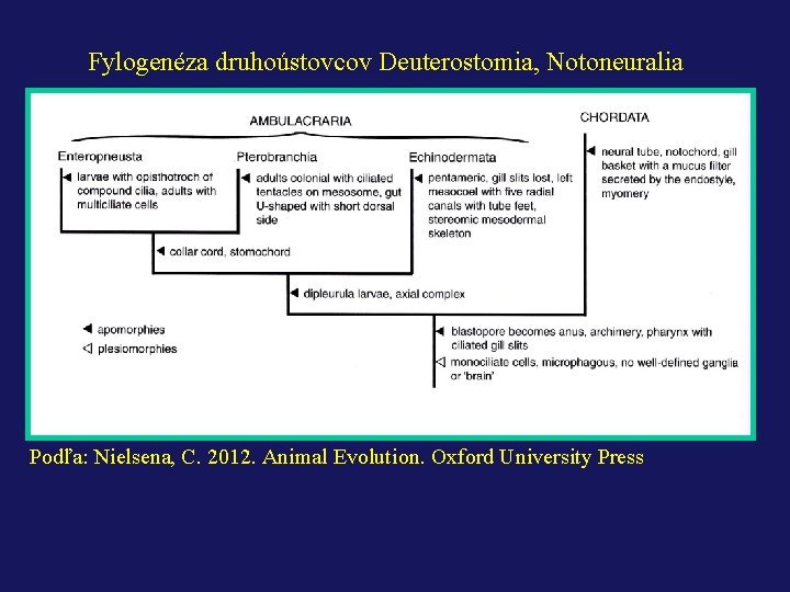 Fylogenéza druhoústovcov Deuterostomia, Notoneuralia Podľa: Nielsena, C. 2012. Animal Evolution. Oxford University Press 