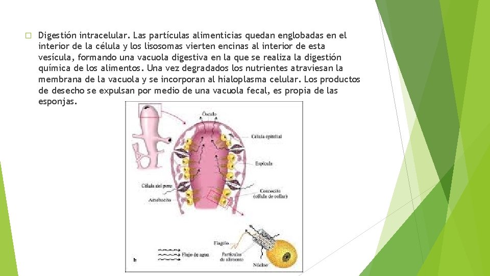 � Digestión intracelular. Las partículas alimenticias quedan englobadas en el interior de la célula