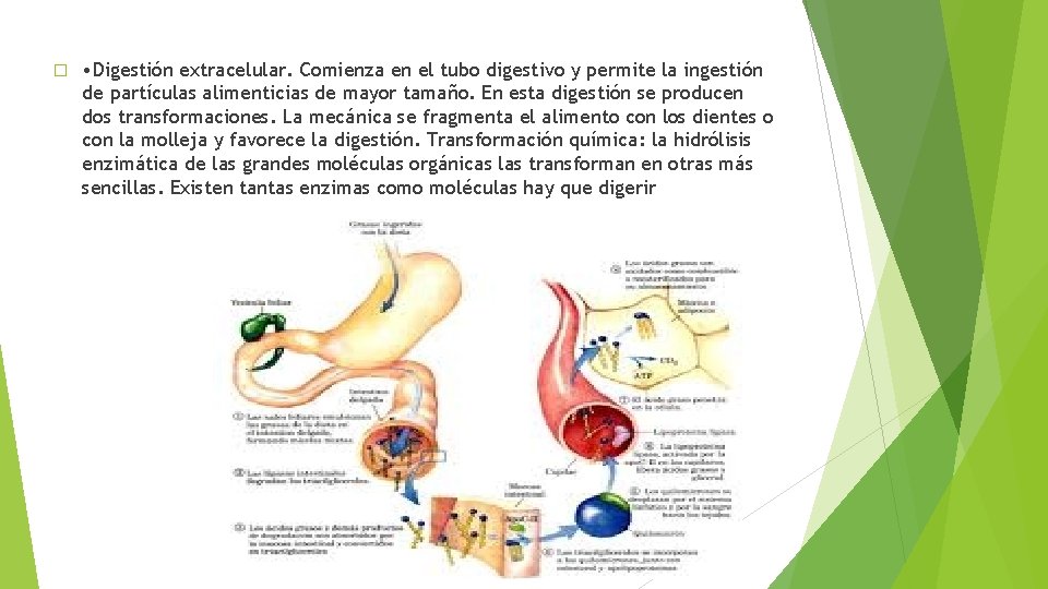 � • Digestión extracelular. Comienza en el tubo digestivo y permite la ingestión de