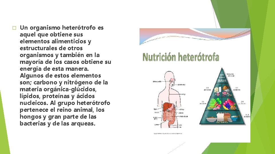 � Un organismo heterótrofo es aquel que obtiene sus elementos alimenticios y estructurales de