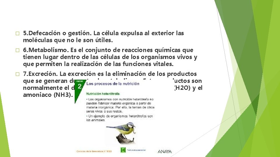 � 5. Defecación o gestión. La célula expulsa al exterior las moléculas que no