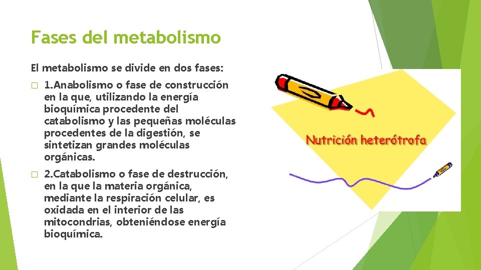 Fases del metabolismo El metabolismo se divide en dos fases: � 1. Anabolismo o