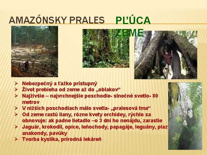 AMAZÓNSKY PRALES PĽÚCA ZEME Ø Nebezpečný a ťažko prístupný Ø Život prebieha od zeme