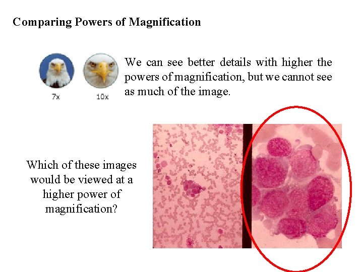 Comparing Powers of Magnification We can see better details with higher the powers of