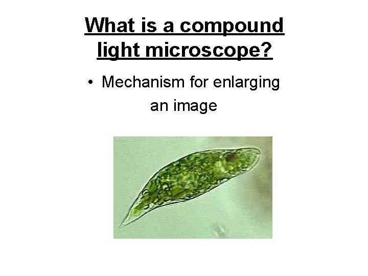 What is a compound light microscope? • Mechanism for enlarging an image 