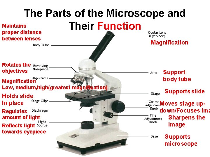 The Parts of the Microscope and Maintains Their Function proper distance between lenses Rotates