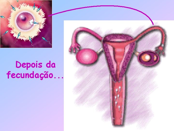 Depois da fecundação. . . 