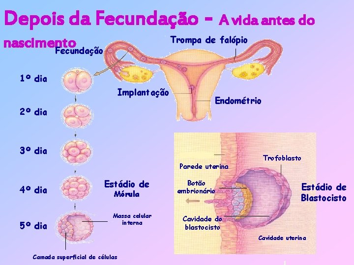 Depois da Fecundação - A vida antes do Trompa de falópio nascimento Fecundação 1º