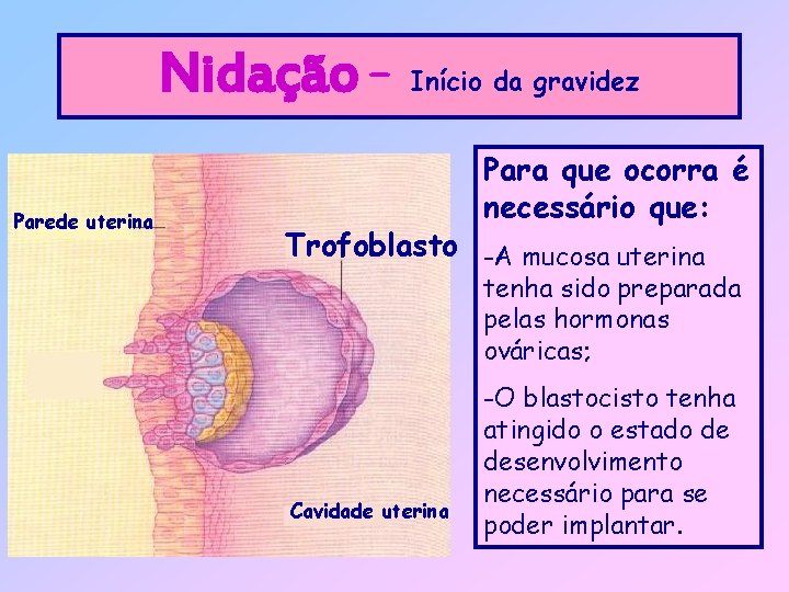 Nidação – Parede uterina Início da gravidez Para que ocorra é necessário que: Trofoblasto
