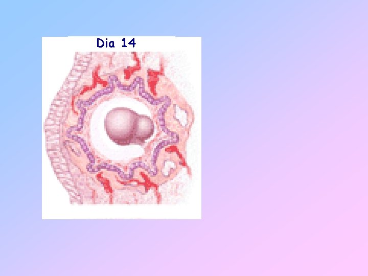 Dia 14 