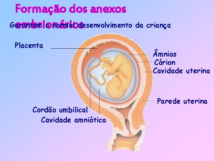 Formação dos anexos Garantem o normal desenvolvimento da criança embrionários Placenta Cordão umbilical Cavidade