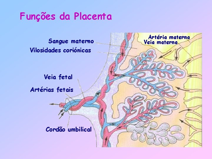 Funções da Placenta Sangue materno Vilosidades coriónicas Veia fetal Artérias fetais Cordão umbilical Artéria