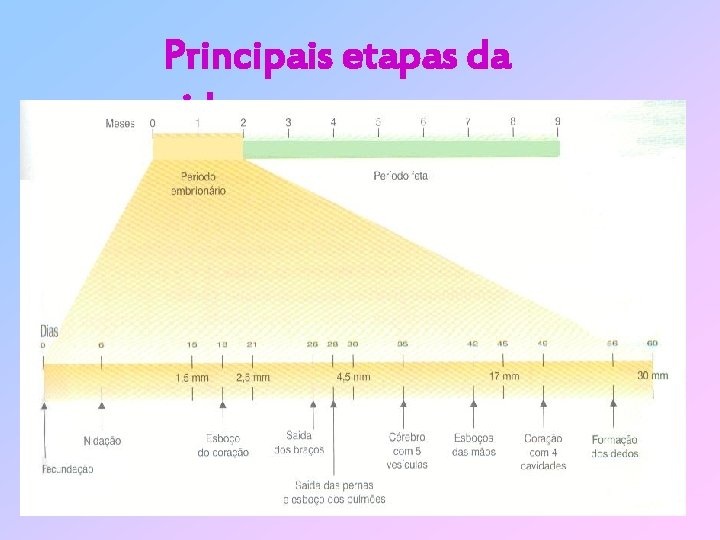 Principais etapas da vida 