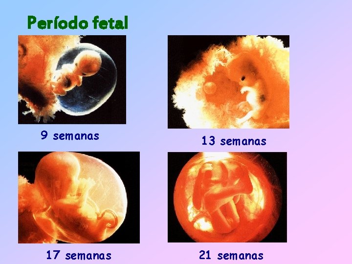 Período fetal 9 semanas 17 semanas 13 semanas 21 semanas 