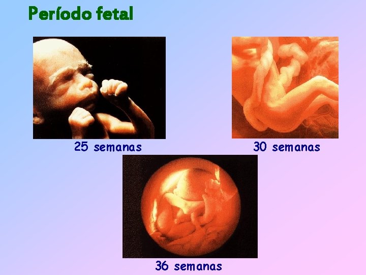 Período fetal 25 semanas 30 semanas 36 semanas 