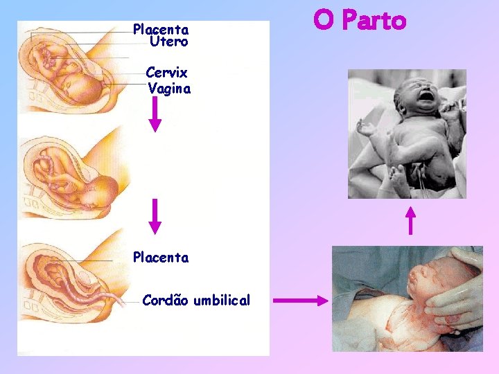 Placenta Útero Cordão umbilical Cervix Vagina Placenta Cordão umbilical O Parto 