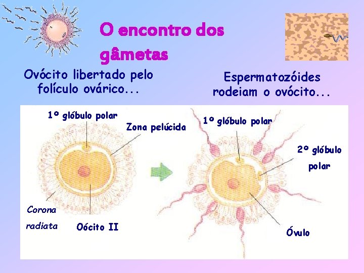 O encontro dos gâmetas Ovócito libertado pelo folículo ovárico. . . 1º glóbulo polar